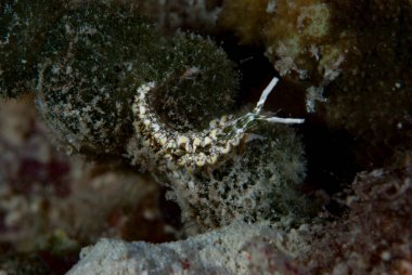 Deniz Sümüklüböceği Thuridilla sp.