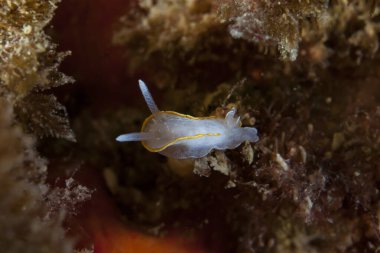 Diaphorodoris papillata Çıplak Akdeniz