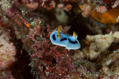 Kromodoris annae Çıplaklık Endonezya