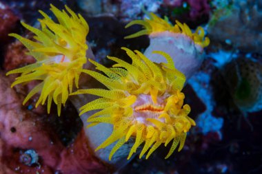 Tubastraea polipleri, Bunaken Endonezya