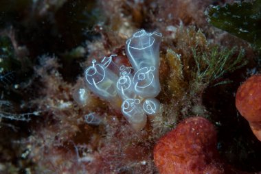 Koloni Ascidian Bunaken Endonezyası