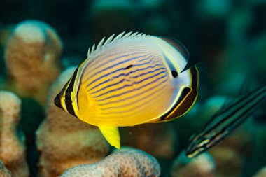 Pasifik çizgili kelebek balığı Chaetodon lunulatus