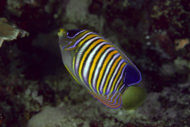 Kral Melek Balığı Pygoplites diacanthus