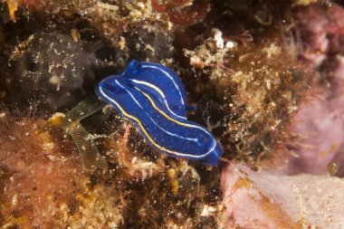Hypselodoris orsinii Akdeniz Çıplaklığı