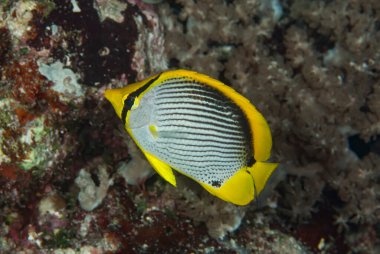 Siyah Sırtlı Kelebek Balığı Chaetodon Melanosu