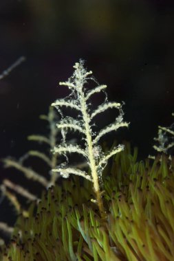 Hidroid Kolonisinin Ayrıntıları