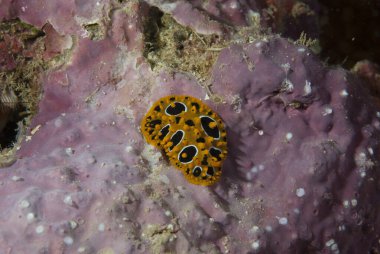Phyllidia ocellata Çıplak Endonezya