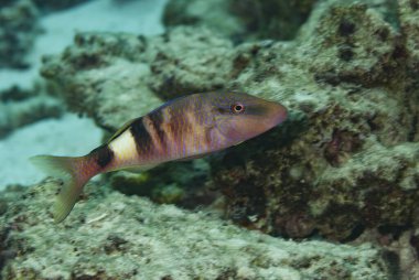 Keçi Balığı Parupeneus multifasciatus