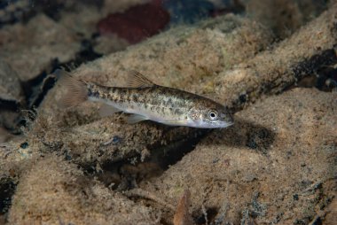 Güney Barbel Barbus meridionalis