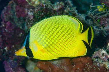 Ağlı Kelebek Balığı Chaetodon Piyangosu