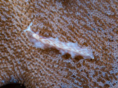 Prostheceraeus sp. Yassıkurt Endonezya