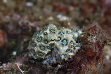 Blue-ringed octopus Hapalochlaena lunulata clipart