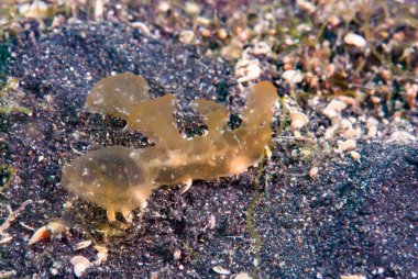 Melibe viridis Çıplaklık Endonezya