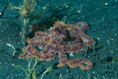 Uzun kollu ahtapot, Lembeh Endonezya