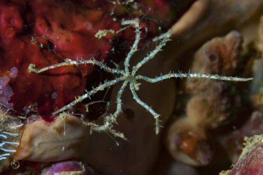 Deniz Örümceği (Pycnogonid) Endonezya