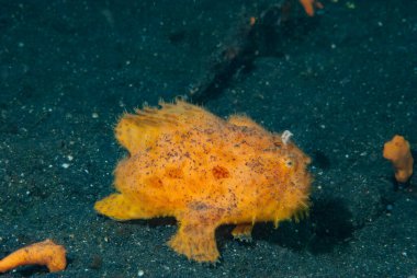 Çizgili Kurbağa Balığı Antennarius striatus