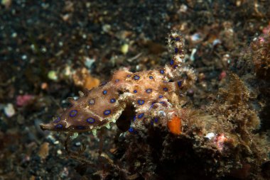 Mavi halkalı ahtapot Hapalochlaena lunulata