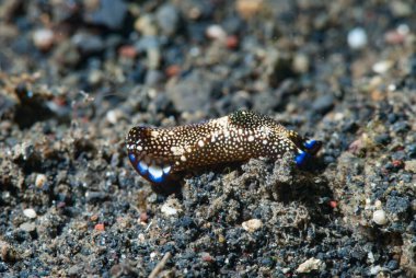 Yönlendirilmiş Baş Kalkan Salyangoz Philinopsis reticulata
