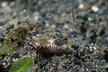 Yönlendirilmiş Baş Kalkan Salyangoz Philinopsis reticulata
