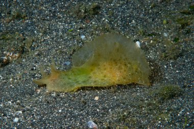 Aplysia oculifera Deniz Tavşanı