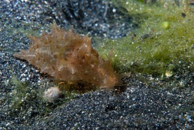 Aplysia oculifera Deniz Tavşanı