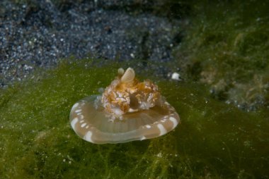 Ters dönmüş Denizanası Cassiopea Endonezya