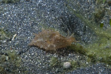 Aplysia oculifera Deniz Tavşanı