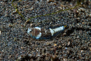 Zebra tekeli Zebrias zebrinus