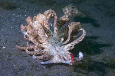Güneş enerjili nudi Phyllodesmium longicirrum