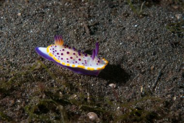 Mexichromis multituberculata Çıplak Endonezya