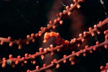 Denise Pigme Deniz Atı Hipokampüs Denizi