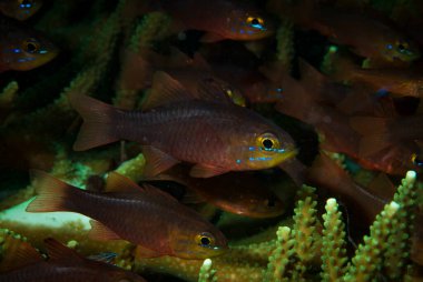 Plain Cardinalfish Ostorhinchus apogonoides clipart