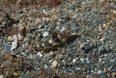 Fan Shrimp-goby Flabellogobius latruncularius