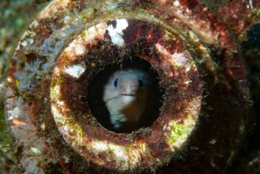 Dev Mooray Gymnothorax javanicus