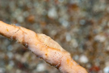 Paron Shrimp Gelastocaris paronae