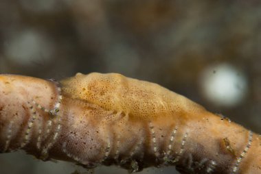 Paron Shrimp Gelastocaris paronae