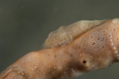 Paron Shrimp Gelastocaris paronae