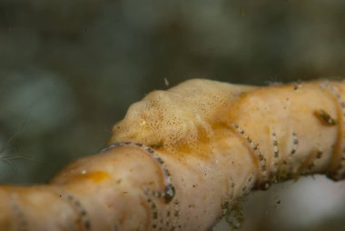 Paron Shrimp Gelastocaris paronae