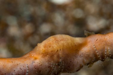 Paron Shrimp Gelastocaris paronae