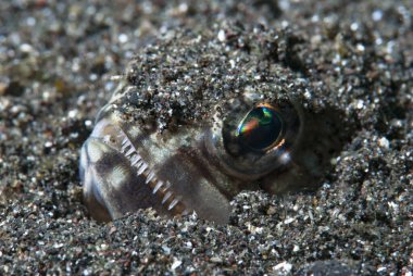 Yırtıcı Diş Yılan Balığı Lembeh Endonezya