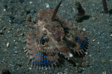 Dikenli Uçan Gunard Dacyloptera macracantha göğüs yüzgecinde bazı 