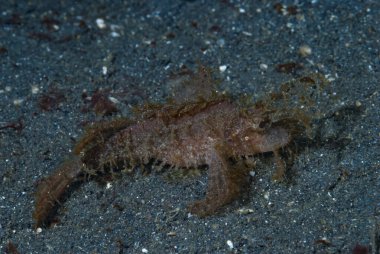 Ambon Akrep Balığı Pteroidichthys amboinensis