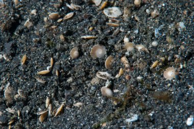 Foraminifera (kısaca formatlar) kabukları veya testleri (iç kabuklar için teknik bir terim) olan tek hücreli organizmalardır (protistler).)