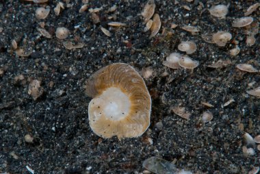 Foraminifera (kısaca formatlar) kabukları veya testleri (iç kabuklar için teknik bir terim) olan tek hücreli organizmalardır (protistler).)
