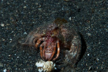 Ermiş Yengeç Cinsi Dardanus