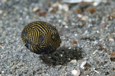 Yıldız Puffer Arothron stellatus Juvenile
