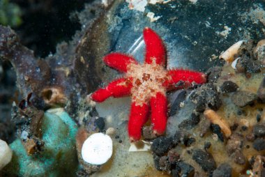 Echinaster luzonicus, Echinasteridae familyasından Echinasteridae familyasından bir denizyıldızı türüdür..