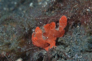 Boyalı kurbağa balığı Antennarius pictus