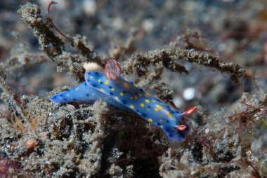 Hypselodoris Infucata Çıplak Endonezya