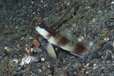 Maskeli karides-goby Amblyeleotris gymnocephala